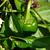 Capsicum annuum