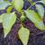 Capsicum annuum