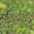 Mature pods