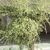 Form