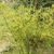 Form