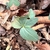Lobed stem leaves