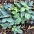 Cardamine diphylla