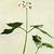 Cardamine diphylla