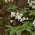 Cardamine diphylla