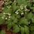 Cardamine diphylla