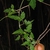 Vine with fruit (North Key Largo, FL)-Mid Winter