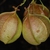 Fruits (North Key Largo, FL)-Mid Winter
