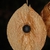 Seed in the fruit (North Key Largo, FL)-Mid Winter
