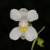White flower close-up (North Key Largo, FL)-Mid Winter