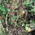 Vine with fruit (North Key Largo, FL)-Mid Winter