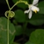 Side view of flower and tendril (North Key Largo, FL)-Mid Winter