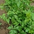 Cardiospermum halicacabum