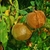 Cardiospermum halicacabum