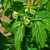 Cardiospermum halicacabum