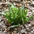 Clump of broad, puckered, lanceolate leaves