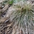 Clumping Winter form with brown leaves February