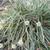 Carex conica