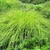 a mound of chartreuse grassy foliage
