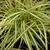 Carex hachijoensis 'Evergold'
