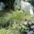 Carex hachijoensis 'Evergold'