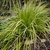 Grassy plant with golden leaves
