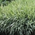 Grassy plant with white margins on the leaves