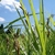 Grassy plant with erect inflorescences of brown spikelets