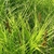 Grassy plant with erect inflorescences of brown spikelets