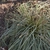 Grassy green leaves with a central white stripe.