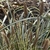 Grassy green leaves with a central white stripe; erect spikes.
