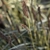 Erect spikes of brownish, faded flowers.