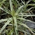Single stem bearing a rosette of leaves with white margins.