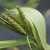 Custer of female spikelets surrounding a single male spikelet.
