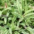 Rosettes of strappy leaves with white margins.