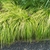 Clump of grassy variegated foliage.