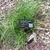 Carex pensylvanica