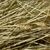 A clump of fine-textured, hair-like foliage; green spikelets.
