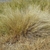 A clump of fine-textured, hair-like foliage.