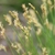 Close-up of spikelets with exserted anthers.