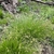 Clumps of fine foliage and spikelets.