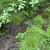Clumps of fine foliage in a woodland setting.