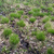 a wet forest floor with abundant green clumps of grass (sedge)