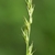 A close up of a narrow sedge inflorescence with green spikelets