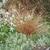 Clump of hair-like foliage among green garden shrubs.