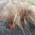 Two clump of hair-like foliage in plastic nursery containers