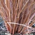Base of clump of reddish hairlike foliage in plastic nursery pot