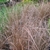 Pots of reddish hairlike foliage in a nursery