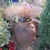 Tufts of hairlike foliage in a large garden urn.