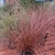 Tufts of reddish hairlike foliage in a container